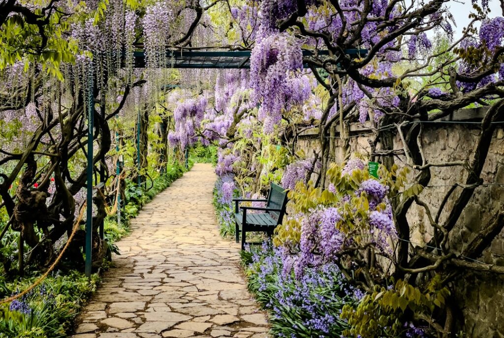 Blauwe regen in je tuin: mooi, maar let op met katten